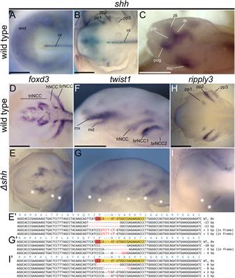 Efficient CRISPR Mutagenesis in Sturgeon Demonstrates Its Utility in Large, Slow-Maturing Vertebrates
